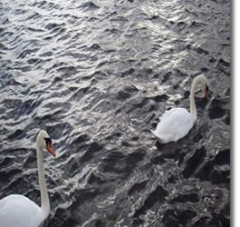 Tidal Swans