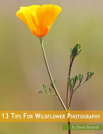 Click here to read / download - 13 Tips for Wildflower Photography