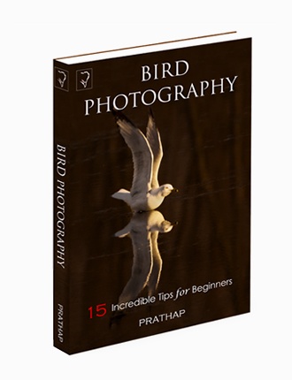 Click here to read / download - 15 Incredible Bird Photography Tips for Beginners