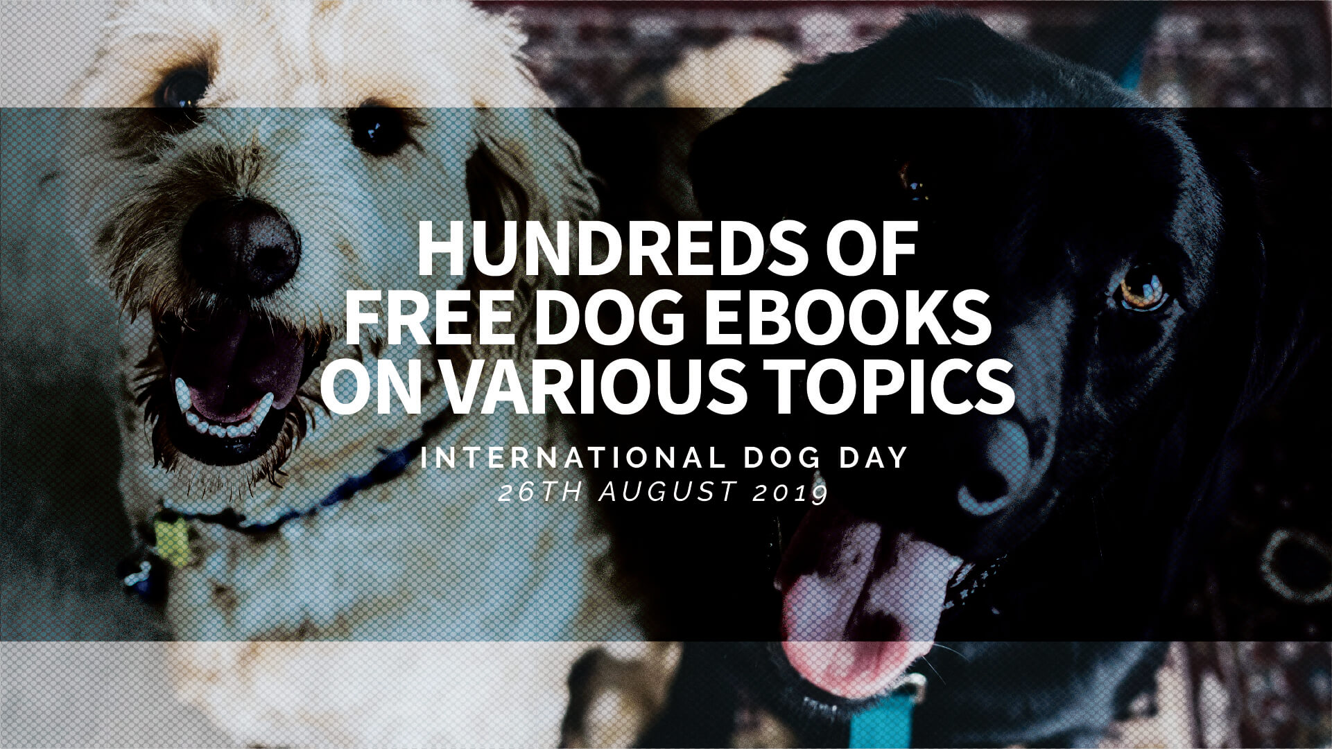 International orders dog day 2019