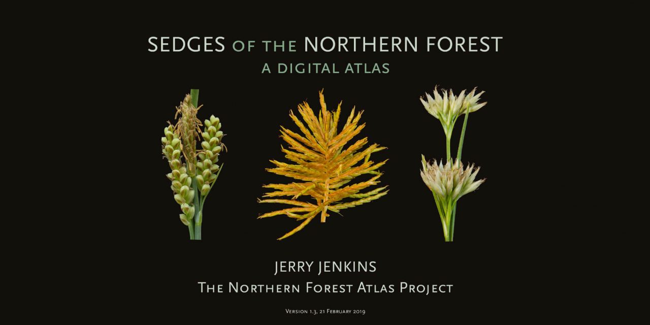 Sedges of the Northern Forest – A Digital Atlas